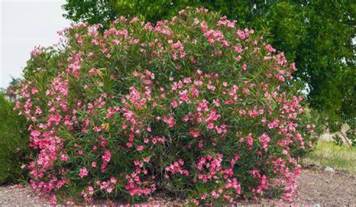 Are oleanders hard to dig up