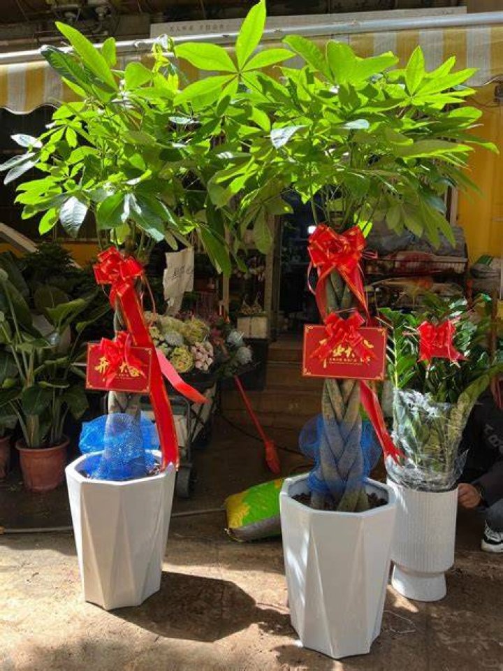 Are olive trees good luck