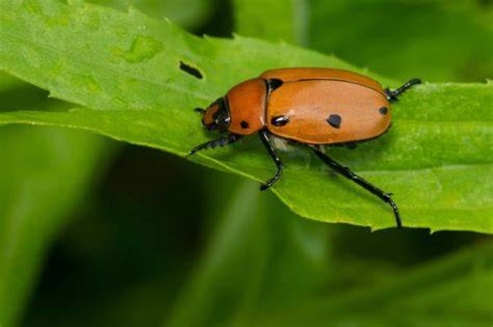 Are orange beetles poisonous
