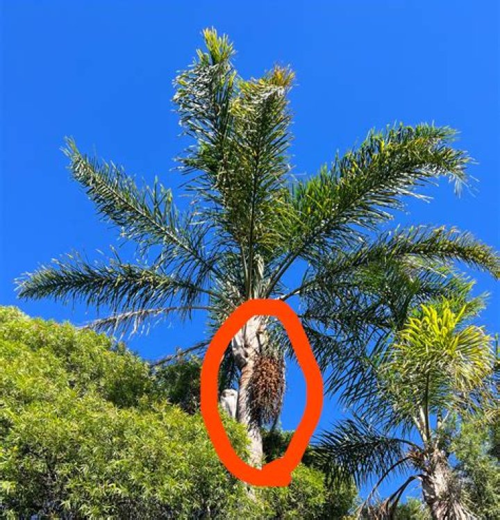 Are palm tree berries toxic
