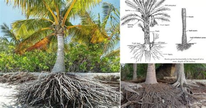 Are palm trees shallow rooted