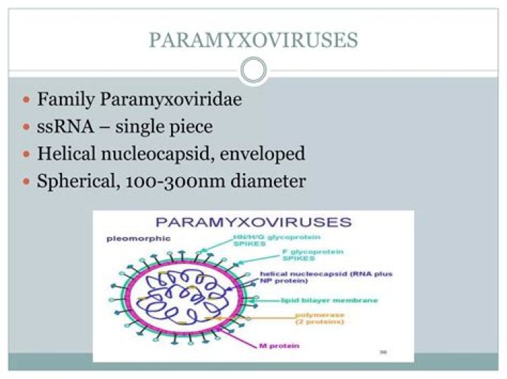 Are paramyxoviruses enveloped