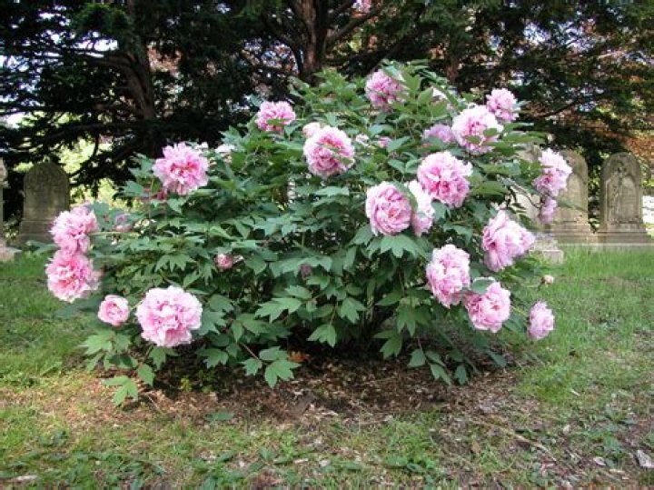 Are peonies a bush or a tree