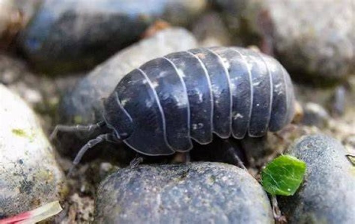 Are pill bugs bad for plants