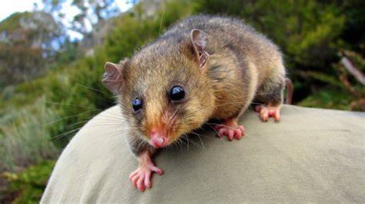 Are pygmy possums endangered