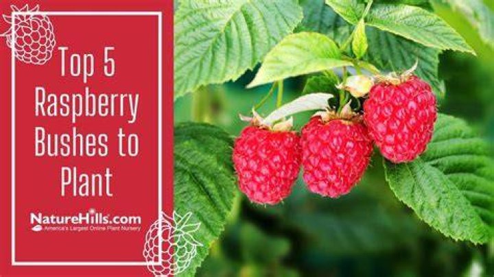 Are raspberry bushes prickly