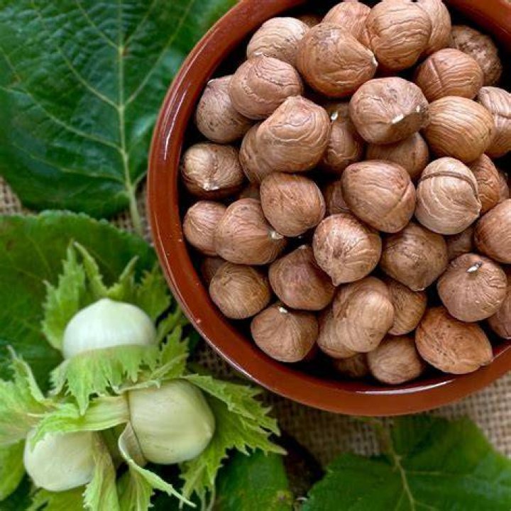 Are raw hazelnuts poisonous