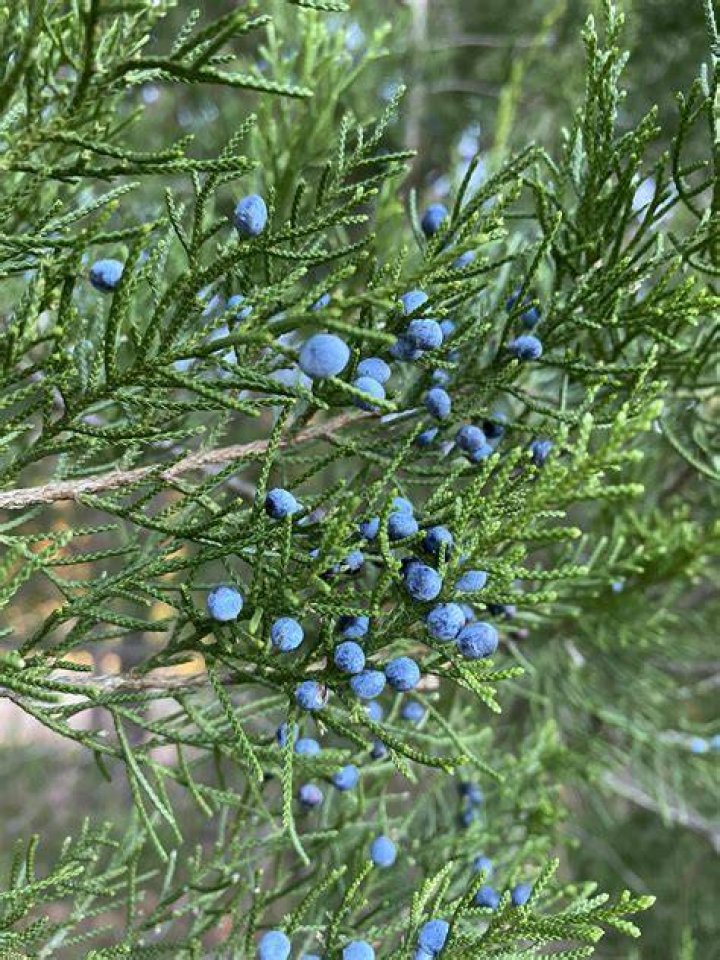 Are red cedar berries toxic
