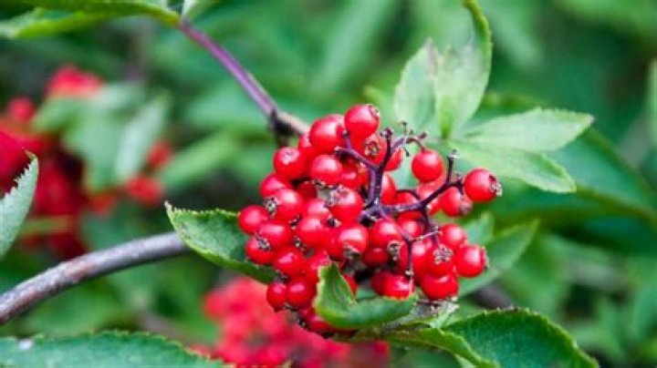 Are Red Chokeberries edible