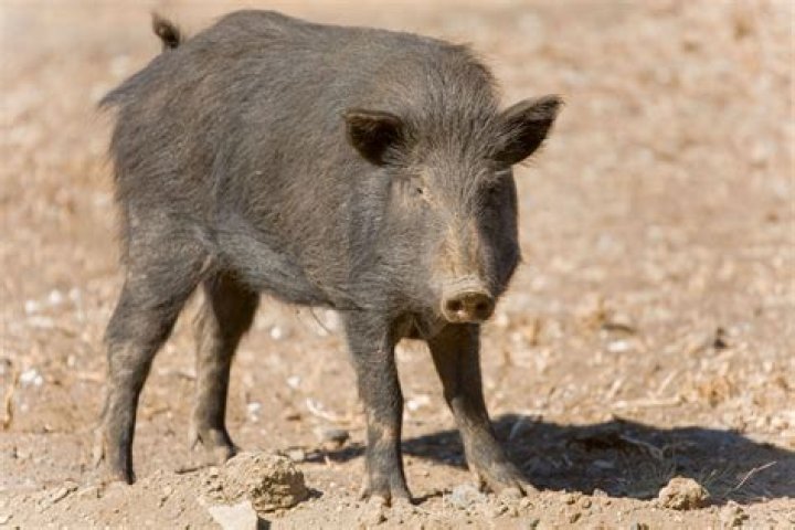 Are red river hogs dangerous