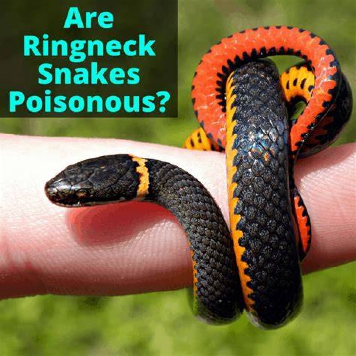 Are ringneck snake poisonous