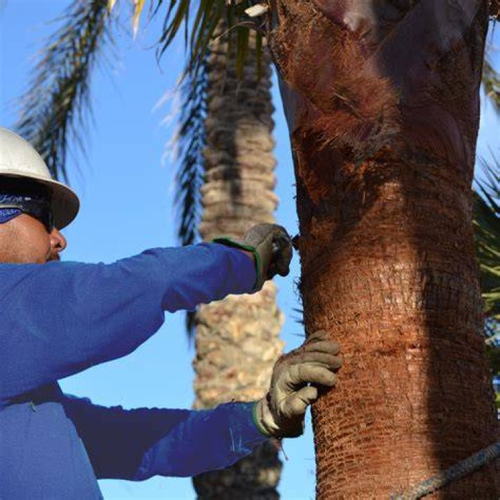 Are royal palms self pruning