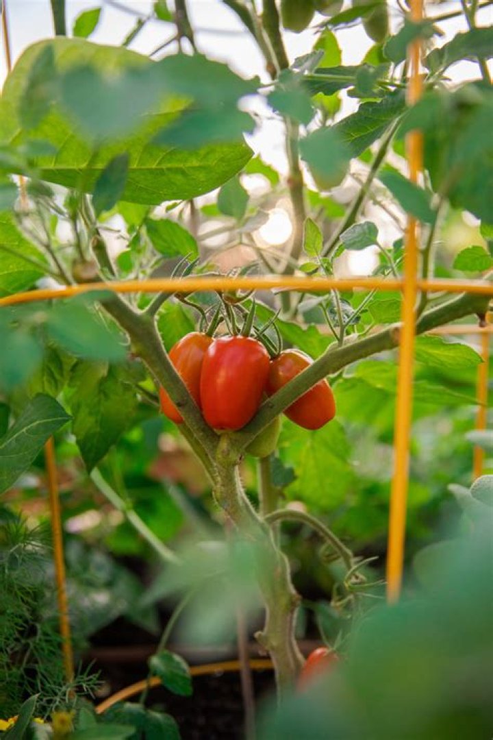 Are rusty tomato cages safe