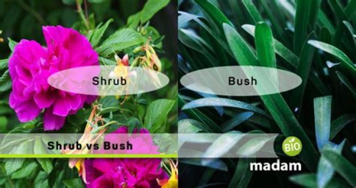 Are shrub and bush the same