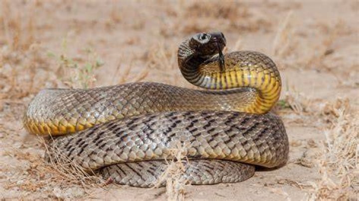 Are silver snakes dangerous