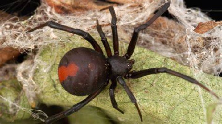Are sow bug spiders poisonous