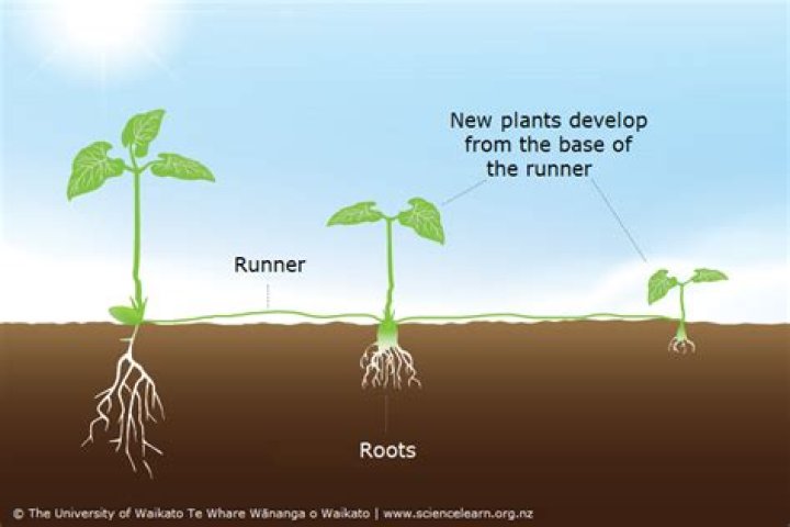 Are stolons and runners same