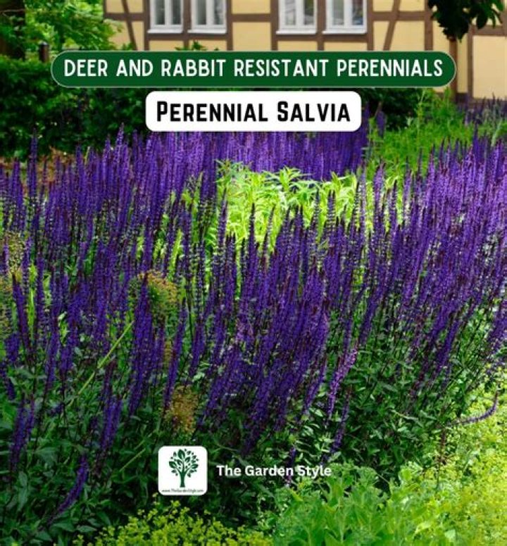 Are Sweet Pea deer resistant