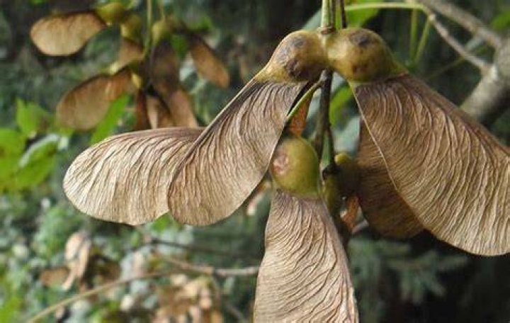Are sycamore trees poisonous