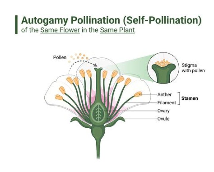 Are tayberry self pollinating