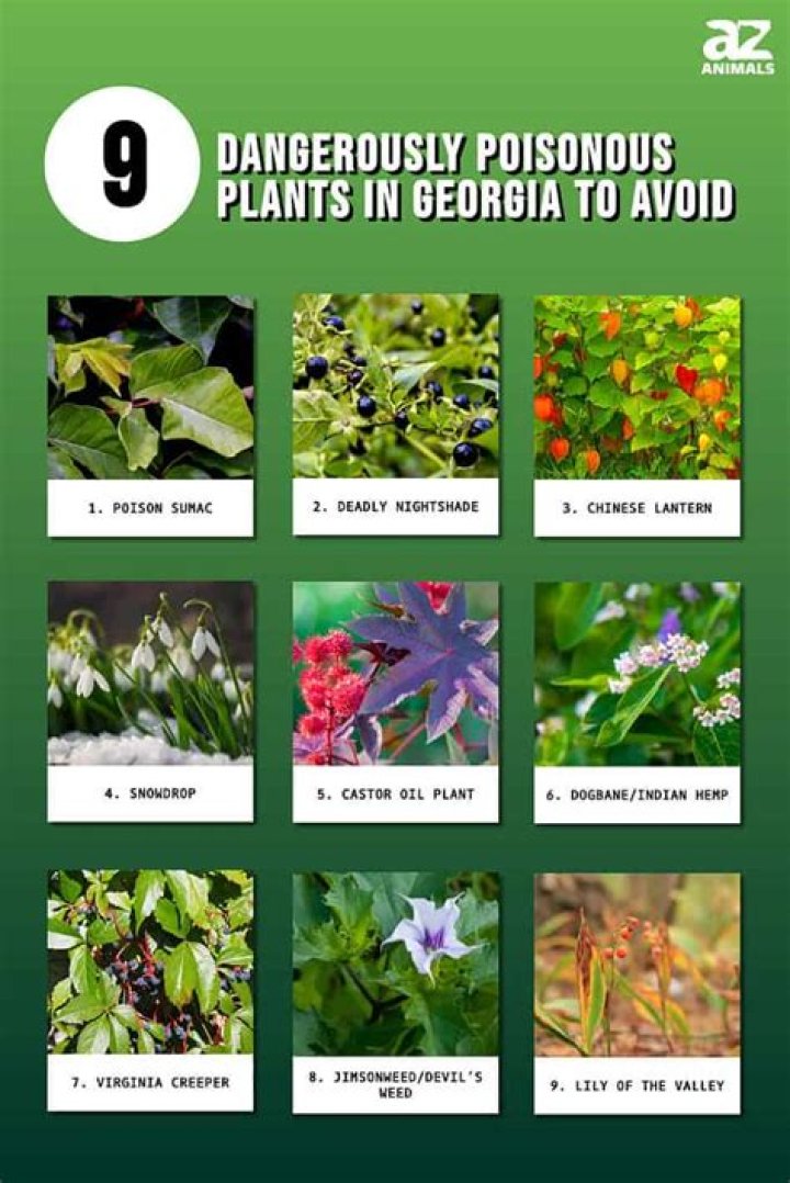 Are Tecoma plants poisonous
