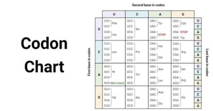 Are there 64 possible codons