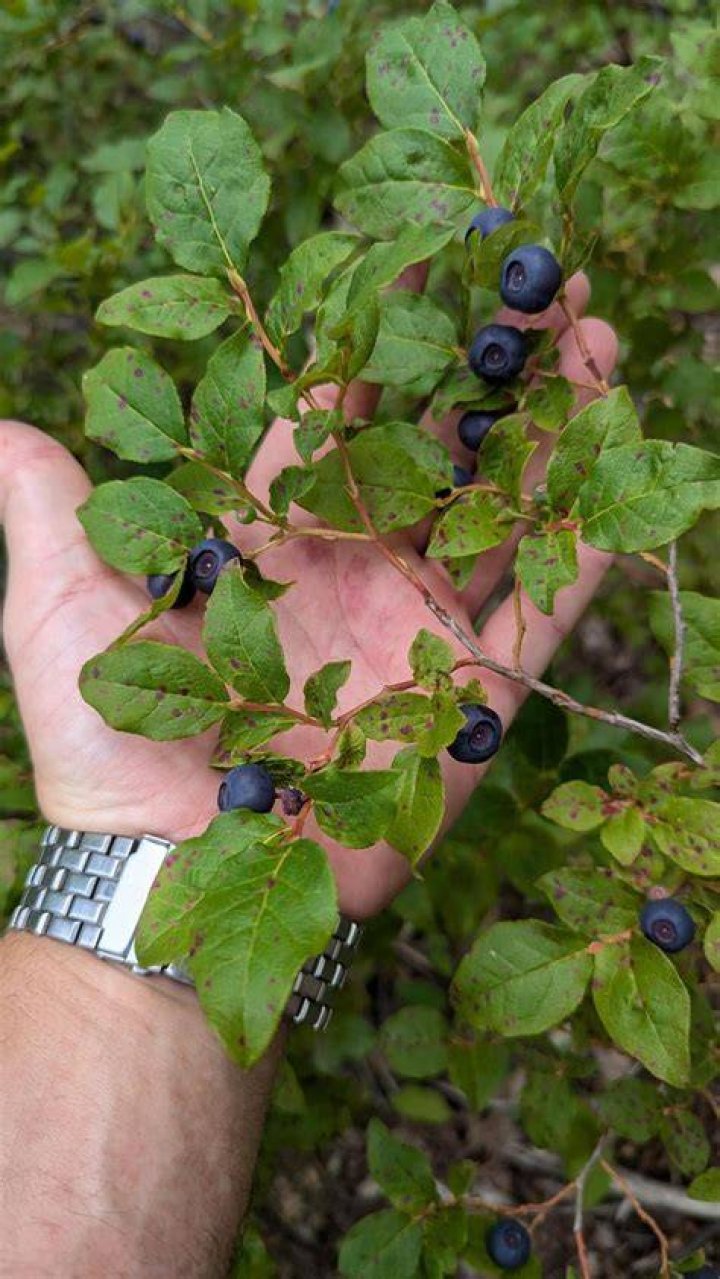 Are there blue huckleberries