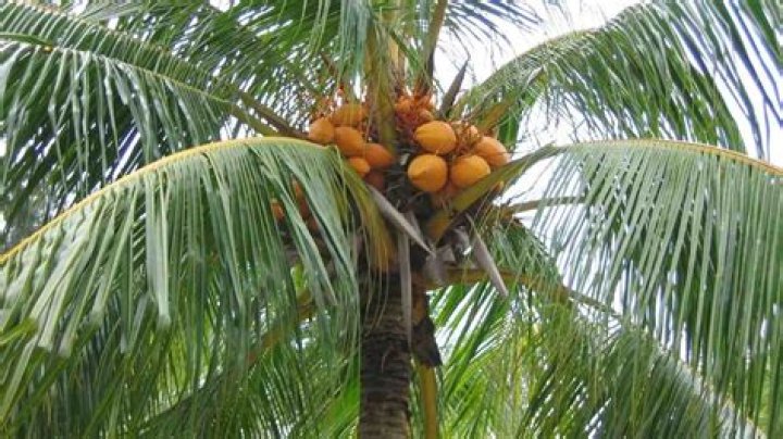 Are there coconuts in Florida