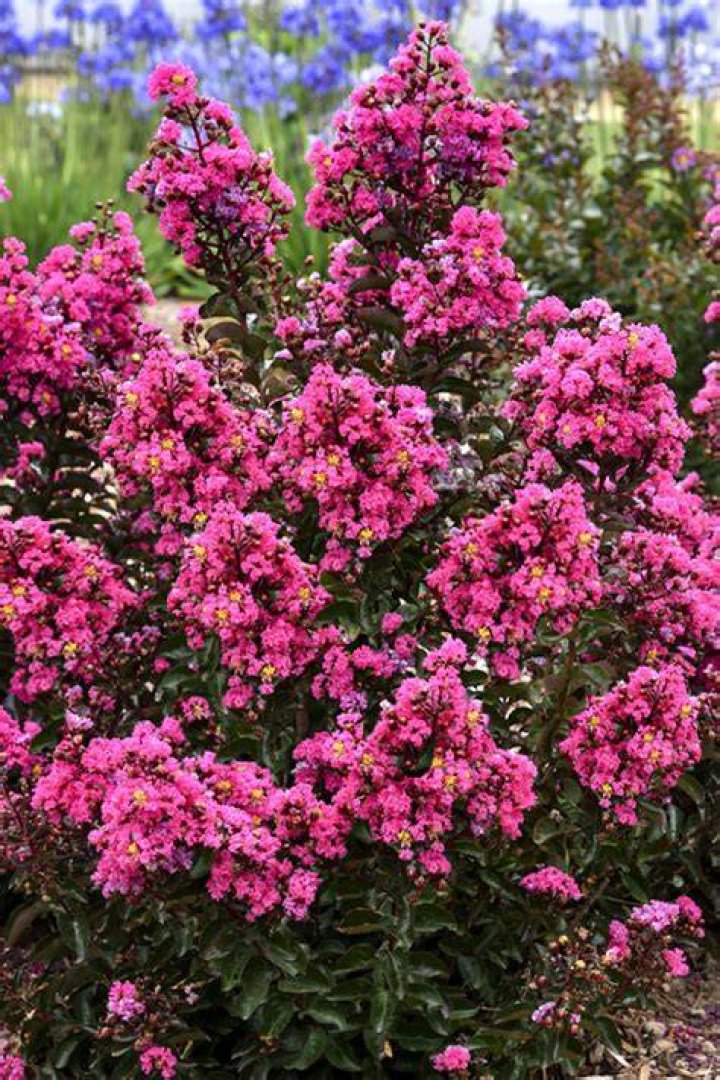 Are there dwarf crape myrtle