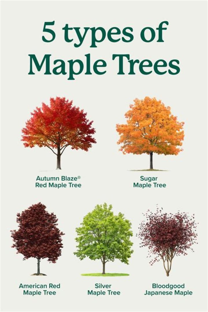 Are there maple trees in Ohio