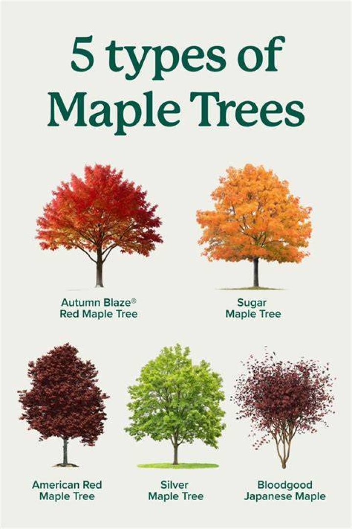 Are there maple trees in USA