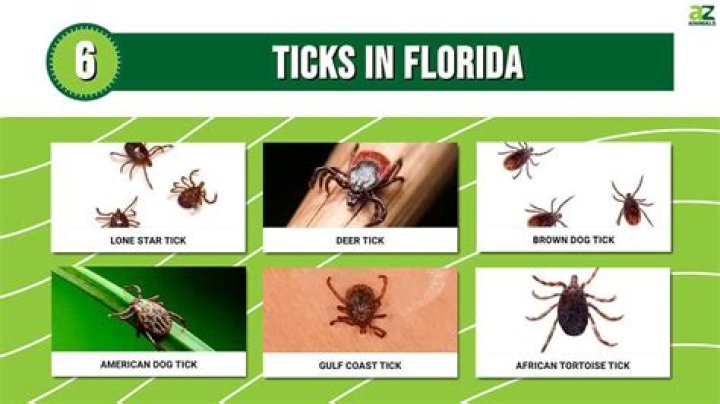 Are ticks common in Florida