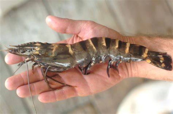 Are tiger shrimp the largest