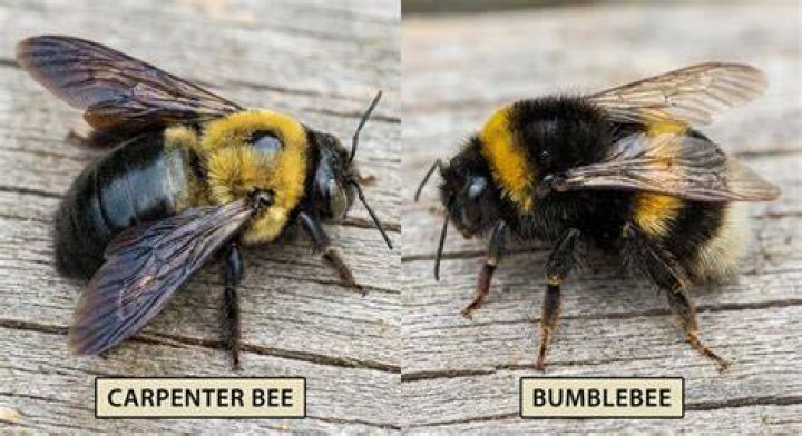 Are tree bumblebees dangerous