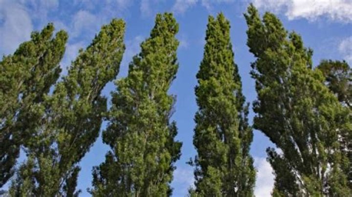 Are tulip poplars good trees