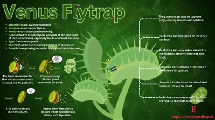Are Venus flytraps tropical