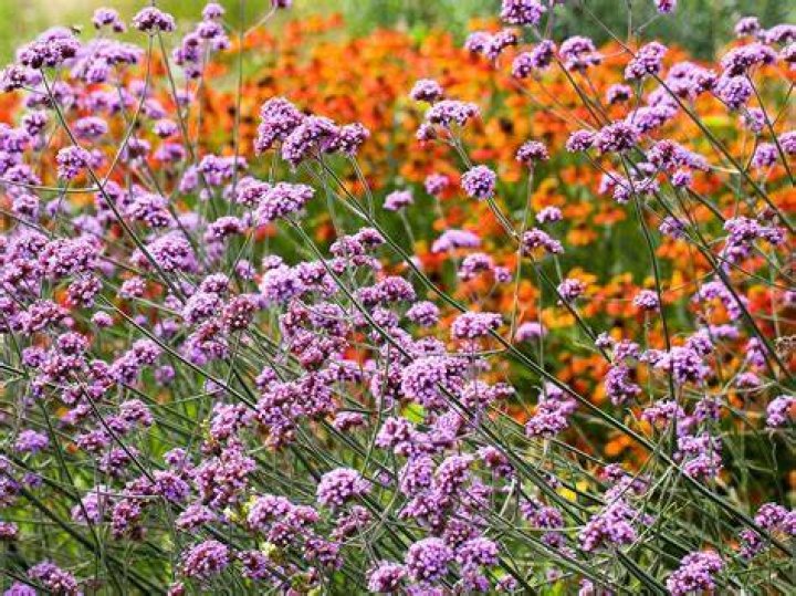 Are verbena plants trailing