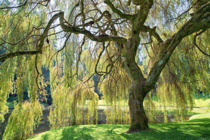 Are weeping willow trees bad