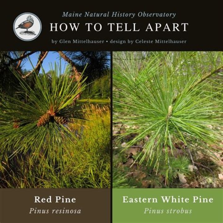 Are white pine needles acidic