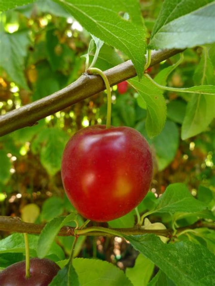 Are wild cherry plums edible