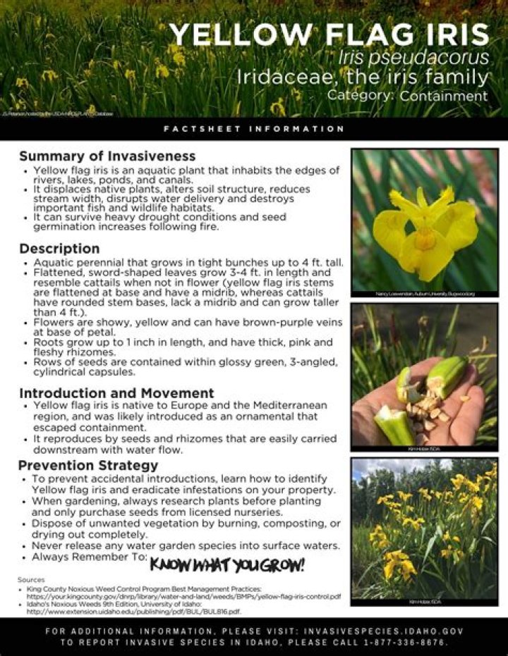 Are yellow flag iris invasive