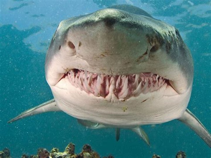 Are zebra sharks aggressive