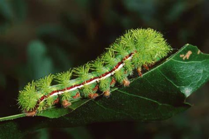 Can a black caterpillar sting