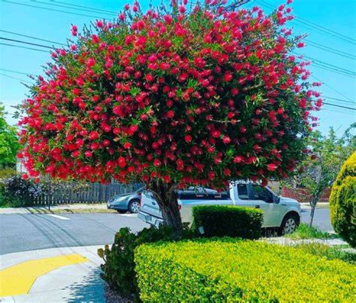 Can a bottle brush be transplanted