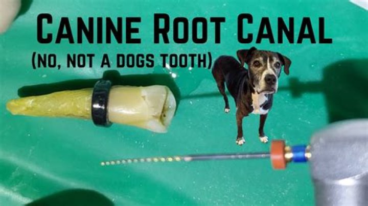 Can a canine have two canals