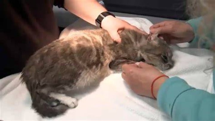 Can a cat survive euthanasia