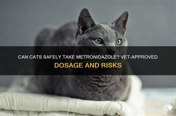 Can a cat take metronidazole