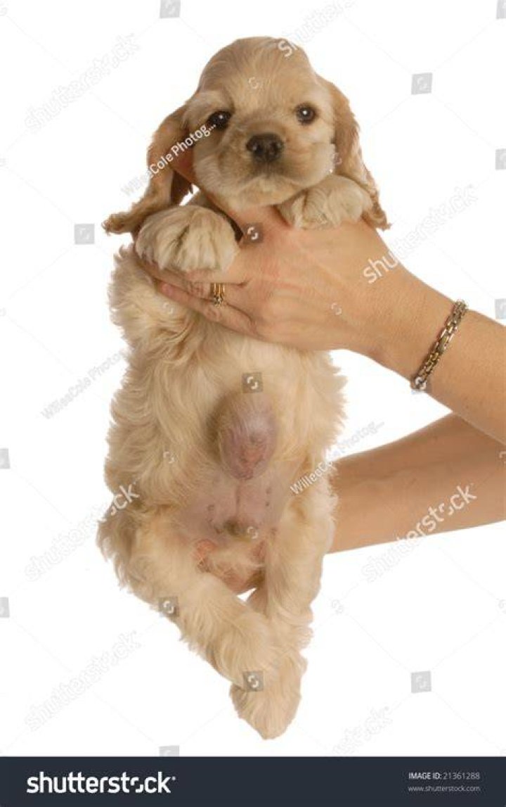 Can a dog hernia heal itself