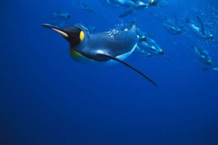 Can a penguin fly underwater