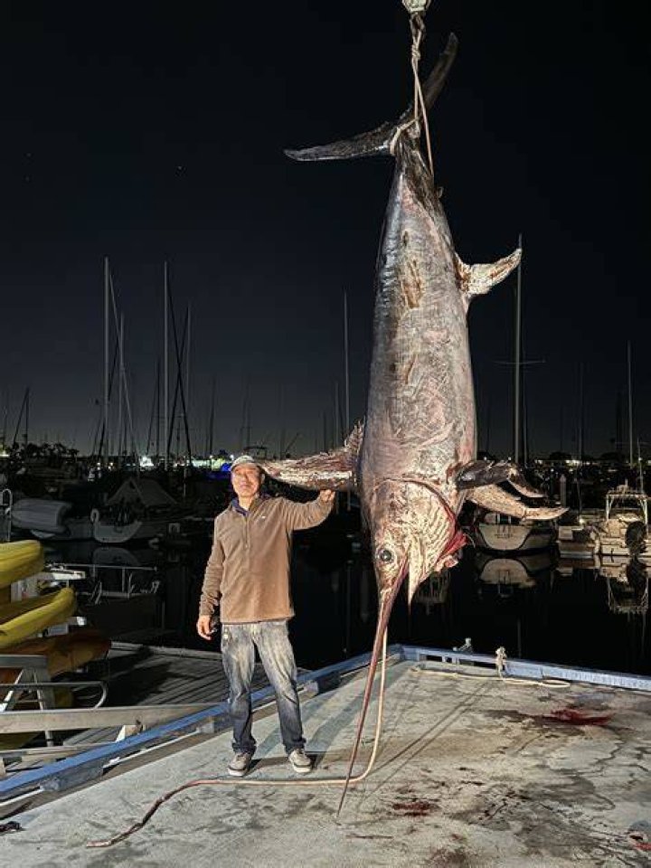 Can a swordfish kill a human
